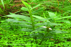 Zingiber anamalayanum